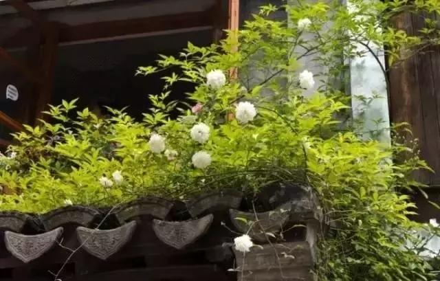 這樣的院子，只有中國人駕馭得了它！